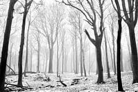 Misty morning