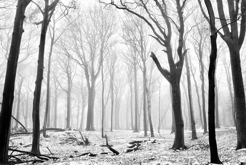 Misty morning von Sven Zoeteman