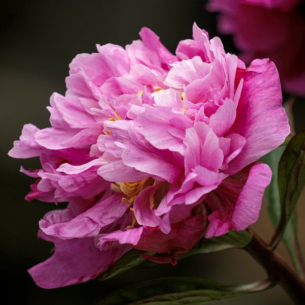 Peony by Carla van Zomeren