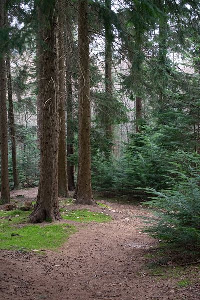 To let the forest speak by Anne Roos Van Veen