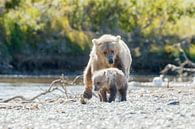 Grizzly beer en haar jong van Menno Schaefer thumbnail
