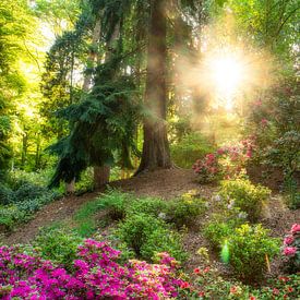 Buntes Foto von Wald und Rhododendren, wo das Licht in Ihr Zimmer scheint! von gooifotograaf