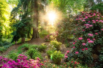 Kleurrijke foto van bos en rododendrons waarbij het licht je kamer binnen schijnt!