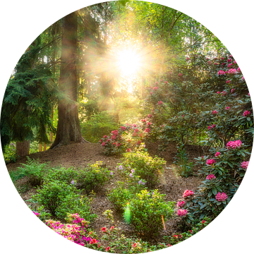 Kleurrijke foto van bos en rododendrons waarbij het licht je kamer binnen schijnt! van gooifotograaf
