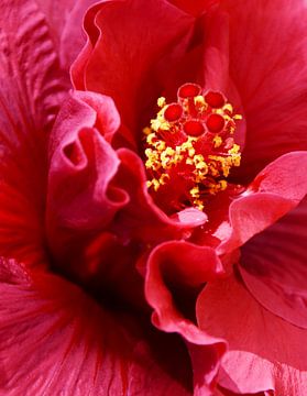 roze hibiscus bloem van Werner Lehmann