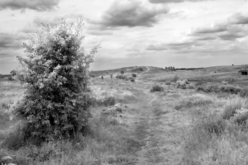 Nature in Black and White van Petra ter Veer