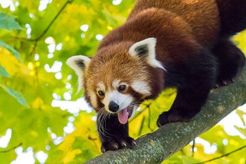 Rode panda op tak van Marcel Alsemgeest