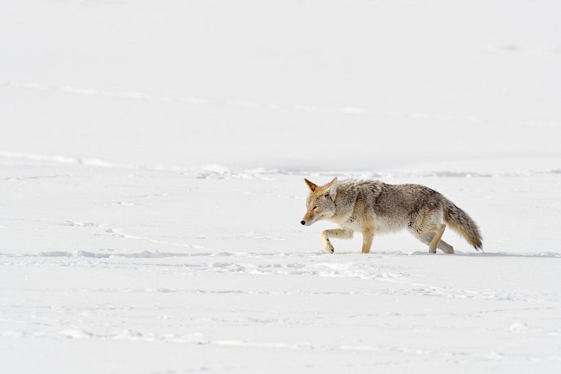 Kojote ( Canis latrans ) im Winter, schleicht durch hohen Schnee, verschlagen, blinzelt mit den Auge van wunderbare Erde