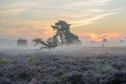 Mist bij zonsopkomst bij de heide