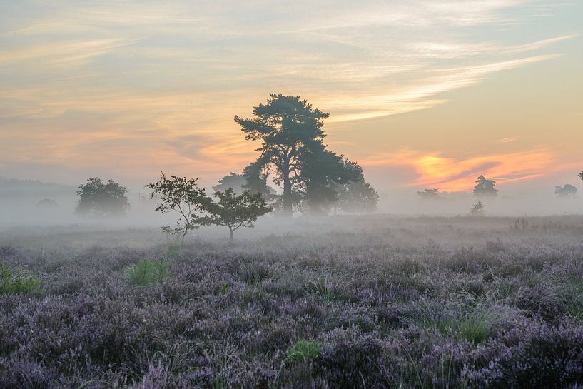 Sunrise fog at the moors by Evelien IJpelaar