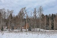 WWinter landscape Irndorfer Hardt in the Upper Danube Nature Park