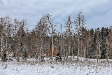 WWinterlandschap Irndorfer Hardt in het natuurpark Opper-Donau van BlattArt - Christine Horn
