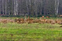 Hirsche auf offener Ebene mit schottischen Highlandern im Hintergrund