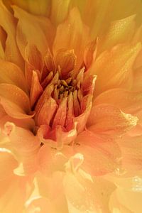 Dahlie. Weiches Aussehen mit Wassertropfen.