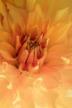 Dahlia. Zachte uitstraling met waterdruppels. van Alie Ekkelenkamp