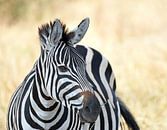 Wildtiere in Tansania: Einsames Zebra in der Savanne. von Rini Kools Miniaturansicht