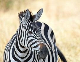 Wildtiere in Tansania: Einsames Zebra in der Savanne. von Rini Kools