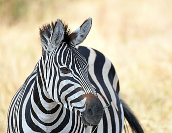 Wildlife in Tanzania: zebra op de savanne