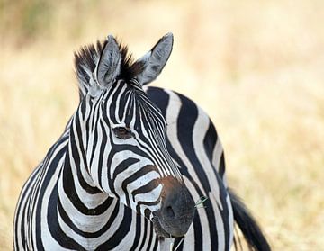 Wildlife in Tanzania: zebra op de savanne van RKoolspics
