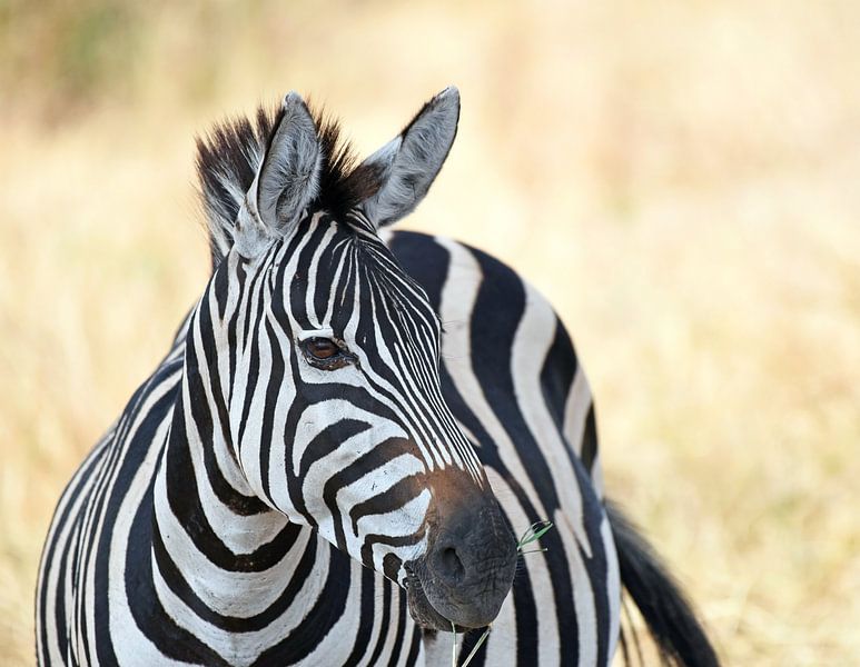 Wildtiere in Tansania: Einsames Zebra in der Savanne. von Rini Kools