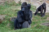 Gorilla mannetje met jong op de achtergrond van Joost Adriaanse thumbnail