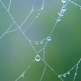 Spinnennetz Tau von Stephan Trip