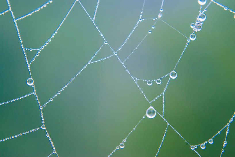 Spiderweb dew by Stephan Trip
