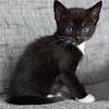 Klein zwartwit kitten op grijze bank van Christa Thieme-Krus