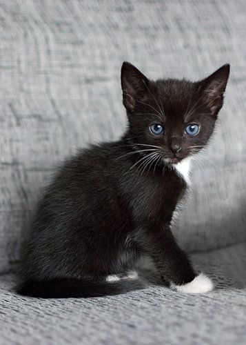 Klein zwartwit kitten op grijze bank