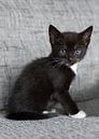 Schwarzes Kätzchen auf grauen Sofa von Christa Thieme-Krus Miniaturansicht