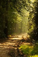 light into the woods