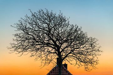 Arbre derrière la digue à PaesensModdergat et le soleil couchant sur Harrie Muis