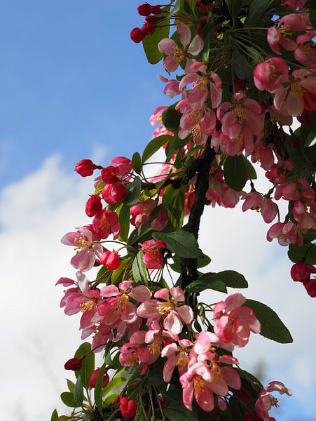 Blossom with blue sky by Marjon Woudboer