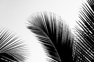 Botanische Skulpturen in Schwarz-Weiß in Sri Lanka