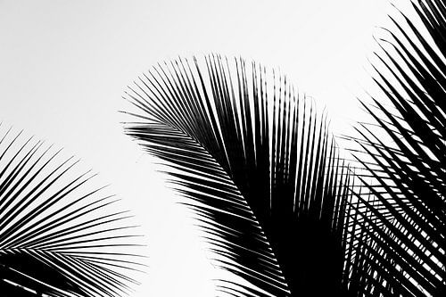 Botanisch beeld in zwart wit in Sri Lanka