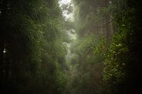 Nebliger Wald 