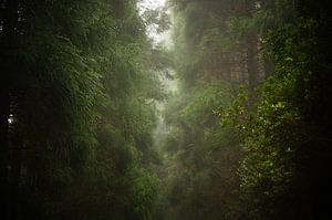 Forêt brumeuse  sur Pieter  Debie