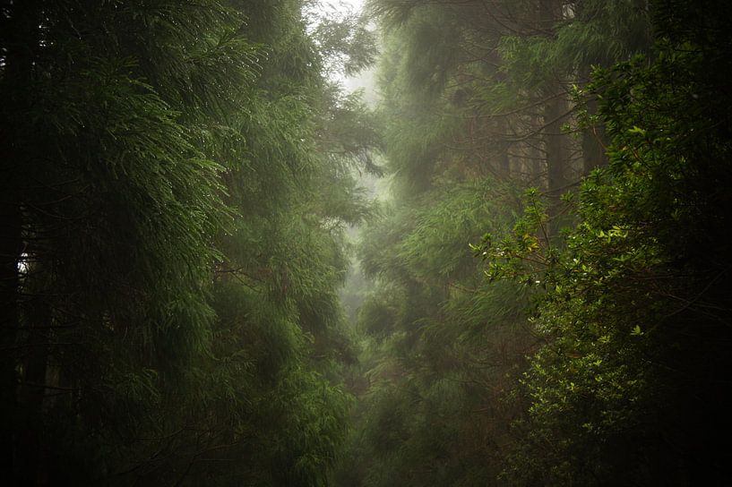 Nebliger Wald  von Pieter  Debie