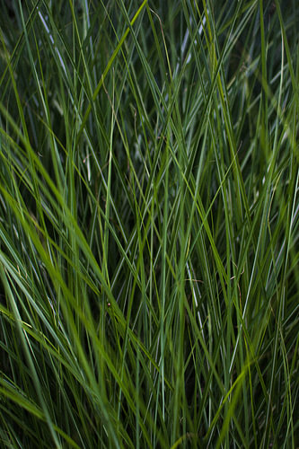 Beplanting | Groen siergras