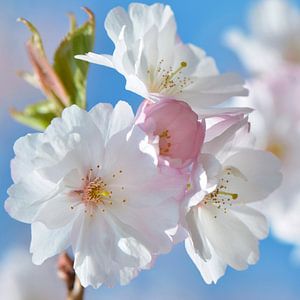 Kirschblüte von Violetta Honkisz