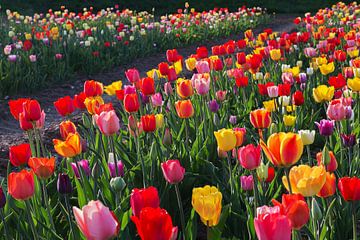 kleurrijke tulpen op het veld in het tegenlicht. van SusaZoom