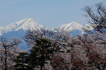 SPRING IN JAPAN 5 by Miroslav Ptacek