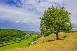 Weidbuche, vallée d'Eselsburg, Jura souabe sur Walter G. Allgöwer
