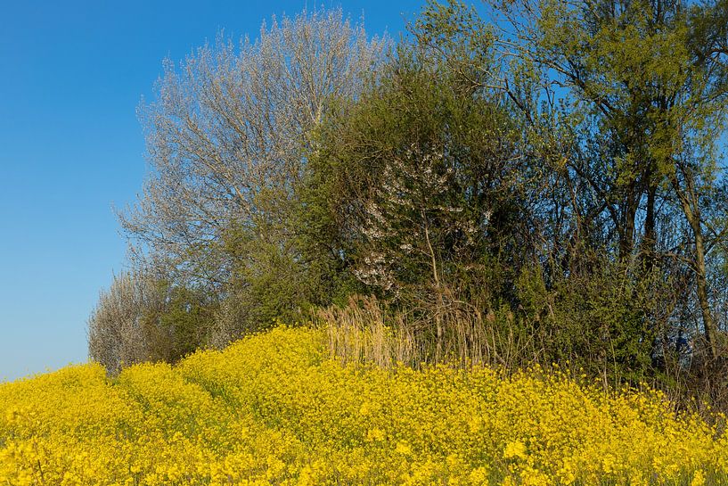 Bright yellow rapeseed in spring in the Netherlands by Jan van der Vlies