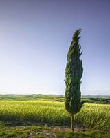 Zypresse entlang der Route der Via Francigena