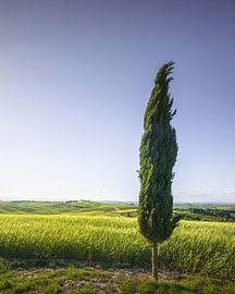Cypress tree along the route of the via Francigena by Stefano Orazzini