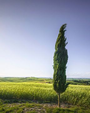Cipres langs de route van de via Francigena van Stefano Orazzini