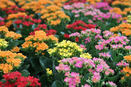 The Color Mix