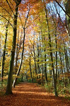 Herfst in al haar glorie van Marcel van Duinen