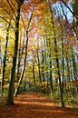 Herfst in al haar glorie van Marcel van Duinen thumbnail